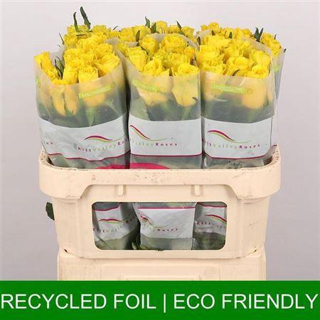 <h4>R Gr Goldfinch</h4>