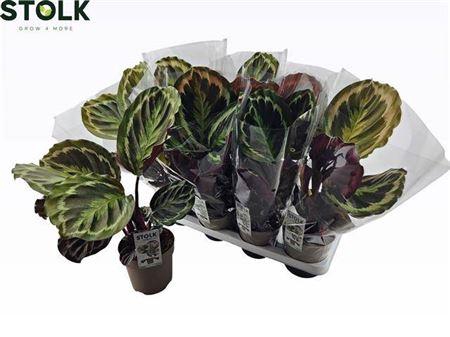 <h4>Calat Medallion</h4>