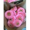 GE MB POMPONI PIGGY
