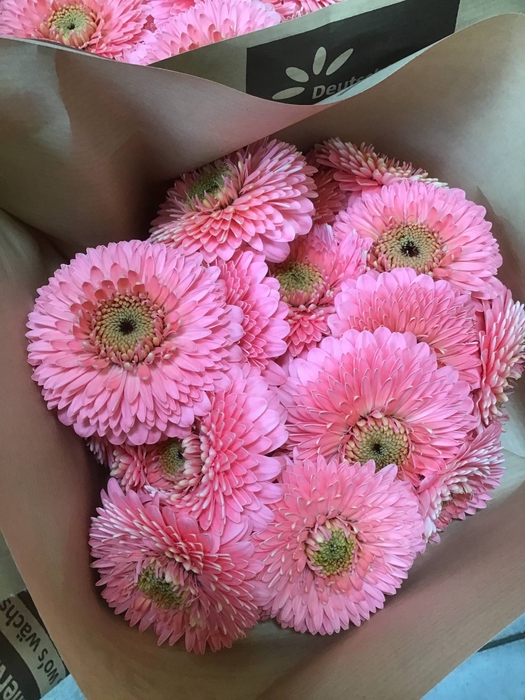 GE MB POMPONI PIGGY