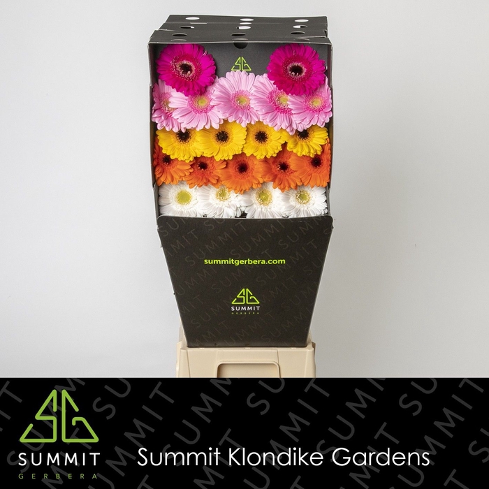 <h4>Germini Mix Dream Classic Diamond per kaart</h4>