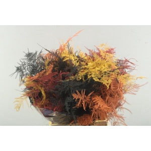 Asp 1e Veer (herfst Mix)