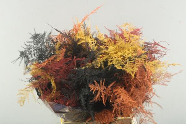 <h4>Asp 1e Veer (herfst Mix)</h4>