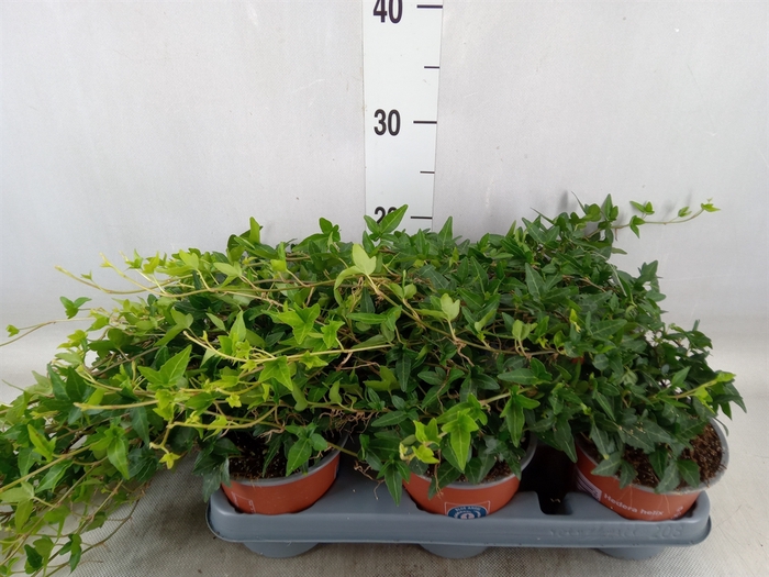 <h4>Hedera helix 'Shamrock'</h4>