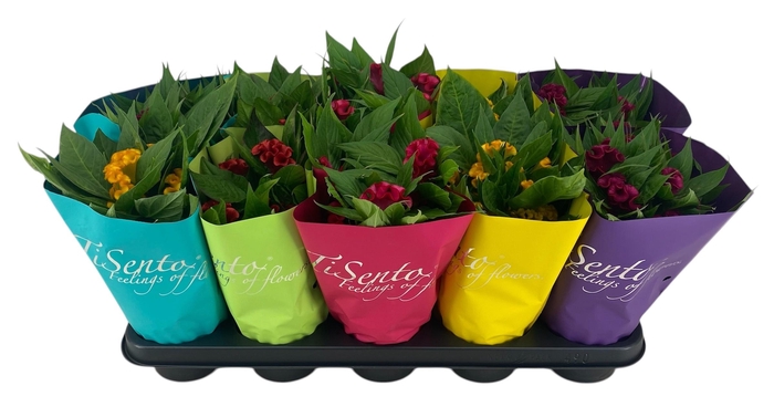 <h4>CEL ARGENTEA GEM</h4>