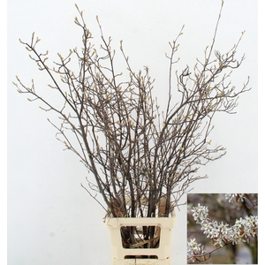 AMELANCHIER LAMARCKI KRENTENBLOESEM