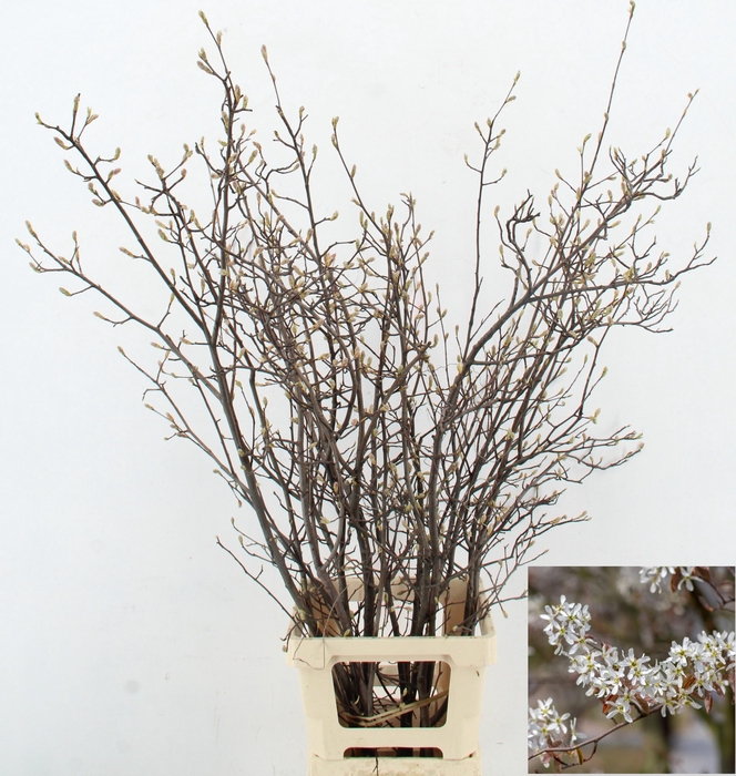 <h4>AMELANCHIER LAMARCKI KRENTENBLOESEM</h4>