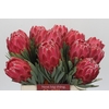 Protea Venus