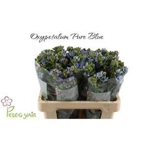OXY CO TAN PURE BLU