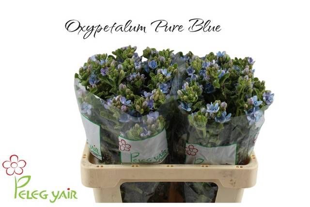 <h4>OXY CO TAN PURE BLU</h4>