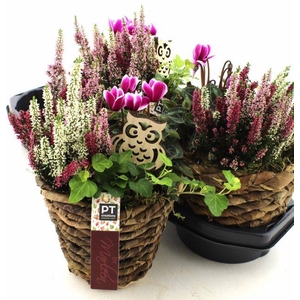 ARR TUINPLANTEN
