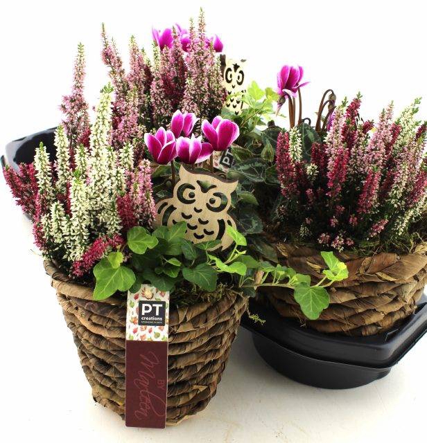 <h4>ARR TUINPLANTEN</h4>
