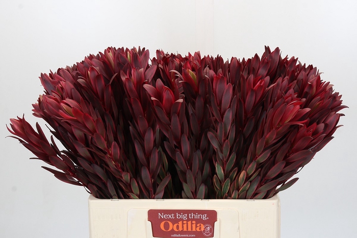 <h4>Leucadendron Jester</h4>