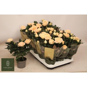 RO BELAMI KORDANA GR