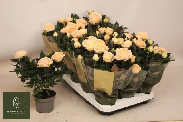 <h4>RO BELAMI KORDANA GR</h4>