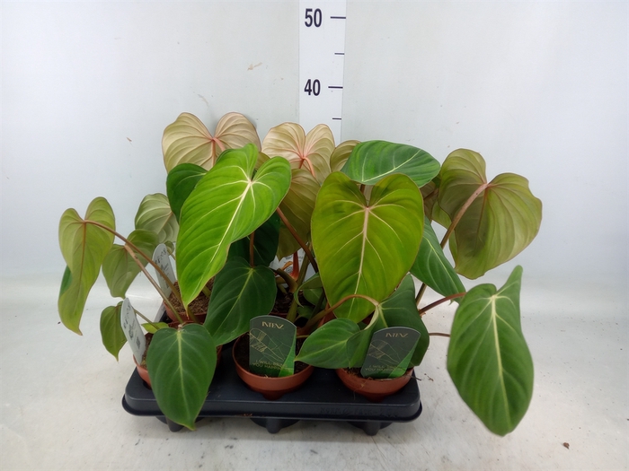 <h4>Philodendron gloriosum</h4>