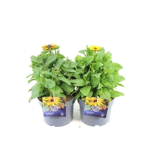 Rudbeckia SmileyZ mix