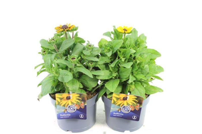 <h4>Rudbeckia SmileyZ mix</h4>