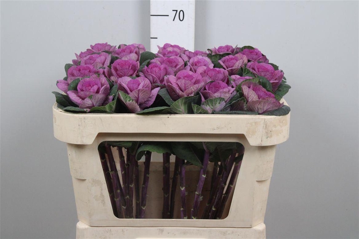 <h4>Brass Red Crane</h4>