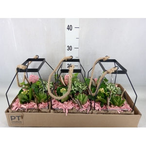 Arr.   Planten H%