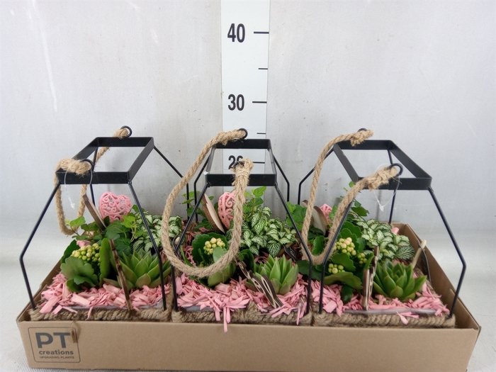 <h4>Arr.   Planten H%</h4>