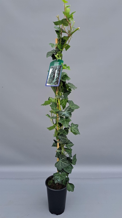 <h4>Hedera hibernica</h4>