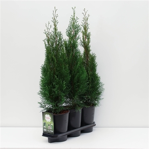 Hedgeline Thuja occidentalis Smaragd C4