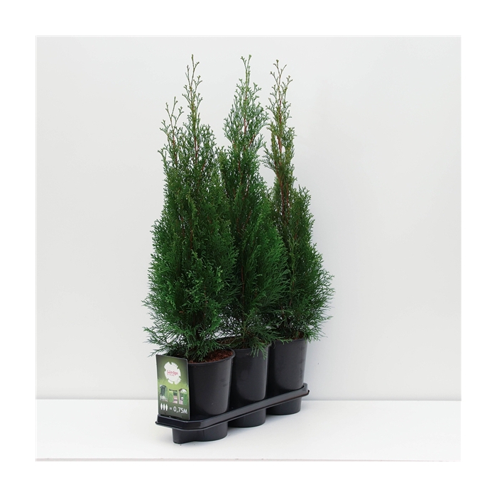 <h4>Hedgeline Thuja occidentalis Smaragd C4</h4>