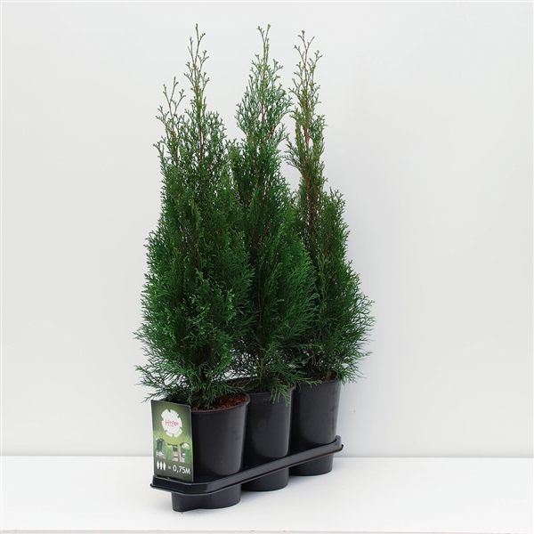 <h4>Hedgeline Thuja occidentalis Smaragd C4</h4>