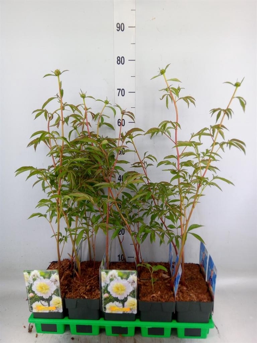 <h4>Paeonia lact. 'Primevere'</h4>