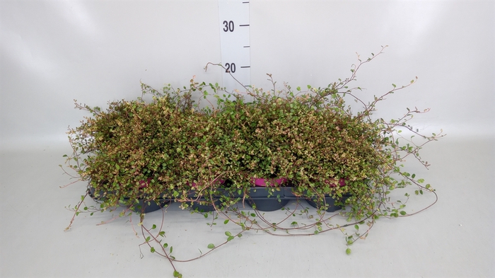 Muehlenbeckia com. 'Mao'ri'