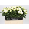 Paeonia Madame Claude Tain