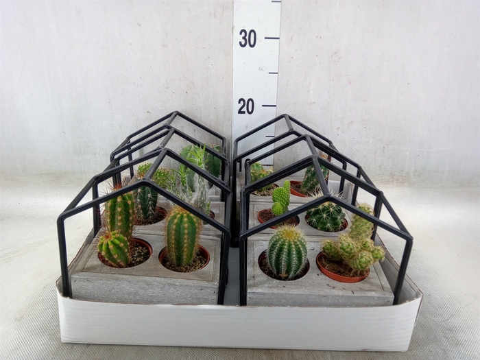 <h4>Cactus   ...</h4>