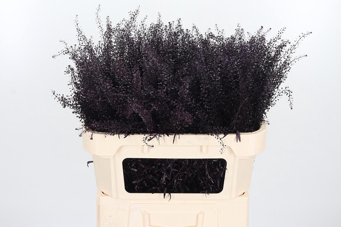<h4>Lepidium Kl Bh Aubergine</h4>