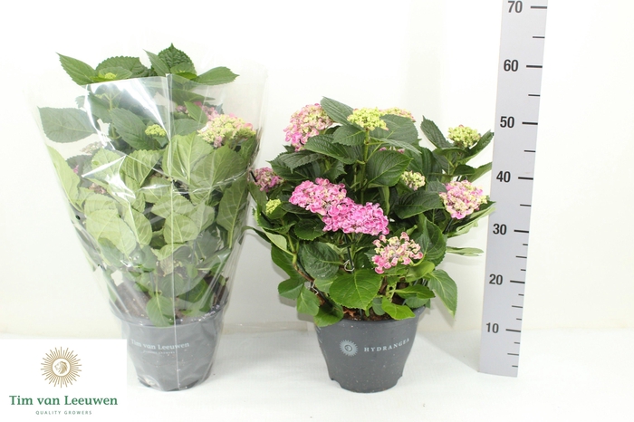 <h4>HYDR M CURLY WURLY</h4>