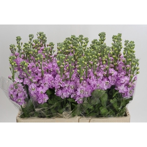 Matthiola incana 'Mathilda Pink'