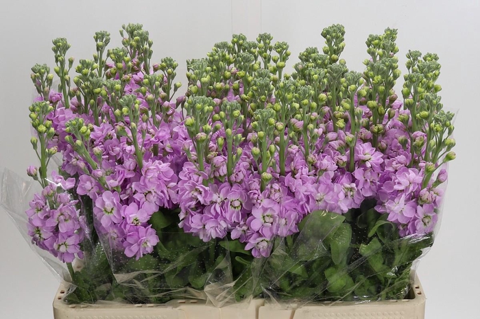 <h4>Matthiola incana 'Mathilda Pink'</h4>