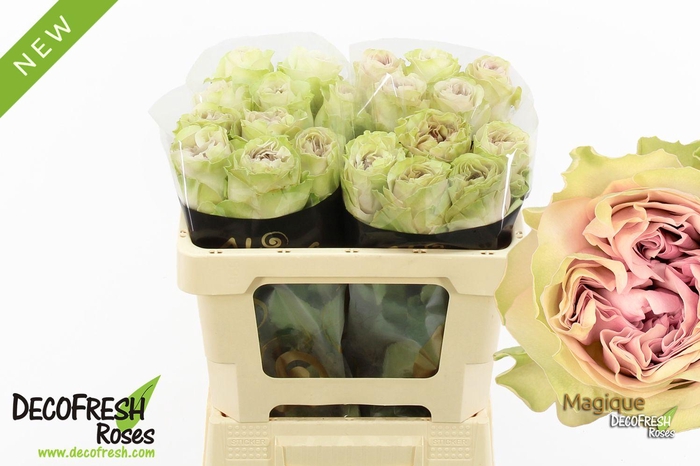 <h4>R Gr Magique</h4>