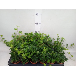 Hedera helix 'Wonder'
