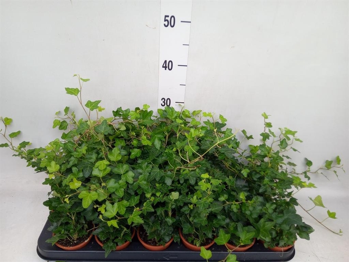 <h4>Hedera helix 'Wonder'</h4>
