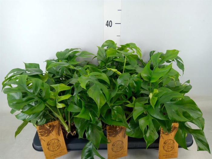 <h4>Monstera   ...</h4>