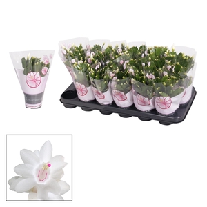 Schlumbergera - 9 cm - White (Malissa)