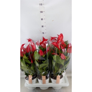 Anthurium  'Banderola Roja'