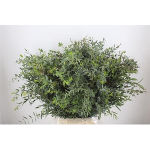 Euca Parvifolia 400gr P Bunch