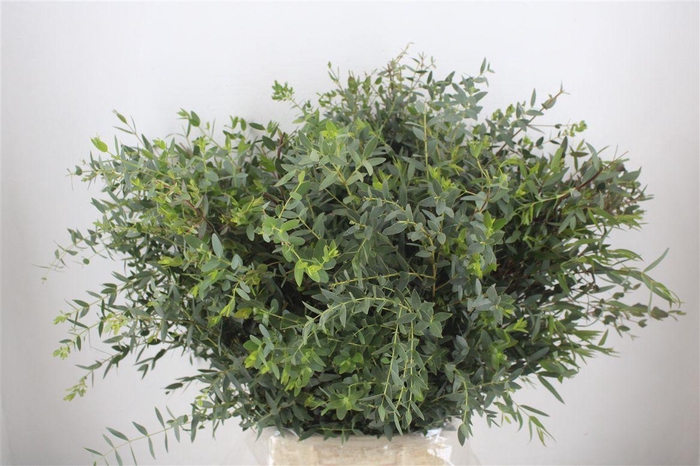 <h4>Euca Parvifolia 400gr P Bunch</h4>