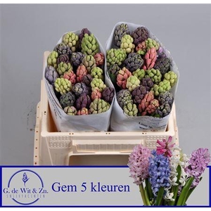 Hyac Gem 5 Kleuren
