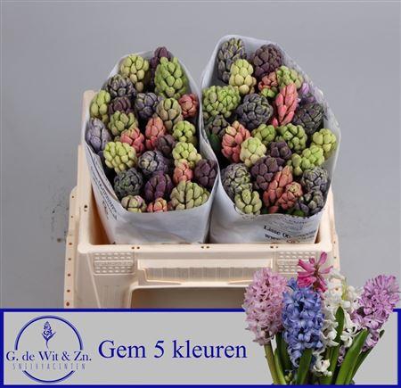 <h4>Hyac Gem 5 Kleuren</h4>
