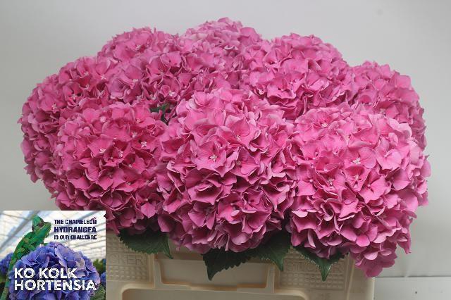 <h4>HYDR M CH CASSANOVA</h4>