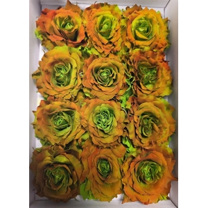 Ro Pres Rom Brassica Rose