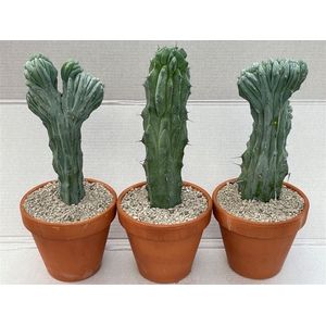 Cactus overig